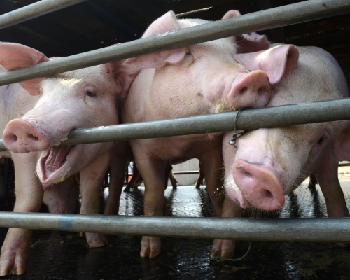 内地非洲猪瘟疫情蔓延至24个省市。资料图片
