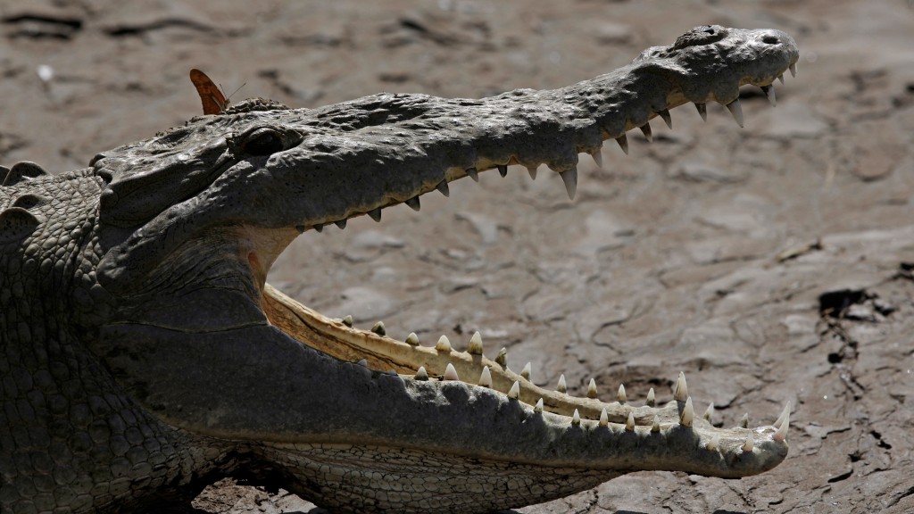 澳洲鱷魚分為淡水鱷魚和鹹水鱷魚兩大類。 美聯社