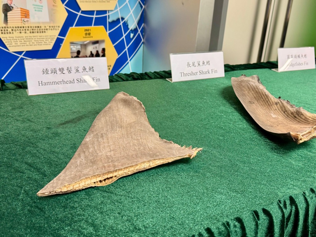 今年首3季,海關打擊瀕危物種走私活動中主要檢獲的物種包括鯊魚翅。 麥鍵瀧攝 今年首3季,海關打擊瀕危物種走私活動中主要檢獲的物種包括鯊魚翅。 麥鍵瀧攝