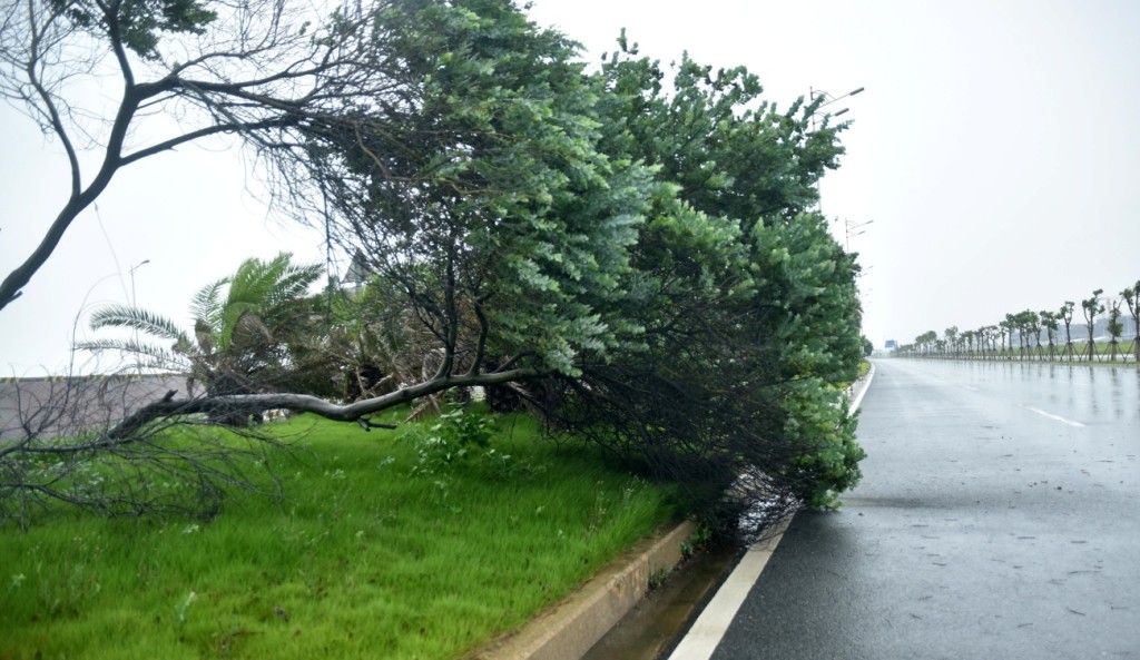 廣東汕頭東海岸大道有樹被風吹倒。新華社