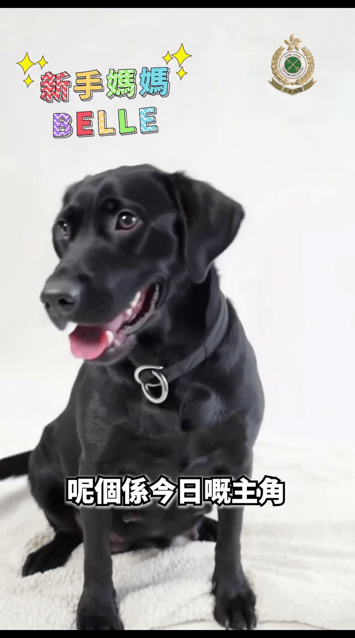 鈔票搜查犬Belle是新手狗媽媽，一胎中順產下9隻「黑白配」可愛幼犬。