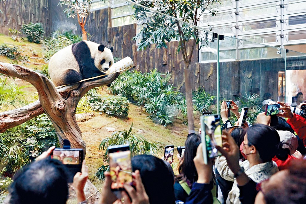 中央贈予香港的兩隻大熊貓「安安」和「可可」在香港海洋公園亮相。香港海洋公園