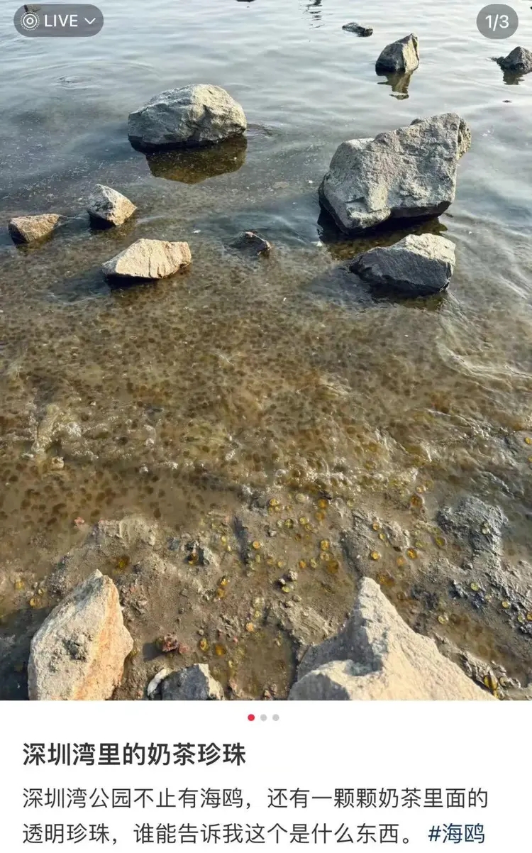 網友形容深圳灣海水如「珍珠奶茶」。