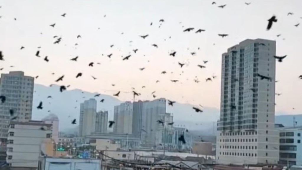 積石山縣地震前出現烏鴉漫天異像，引發網民討論是否動物的災前預警。影片截圖