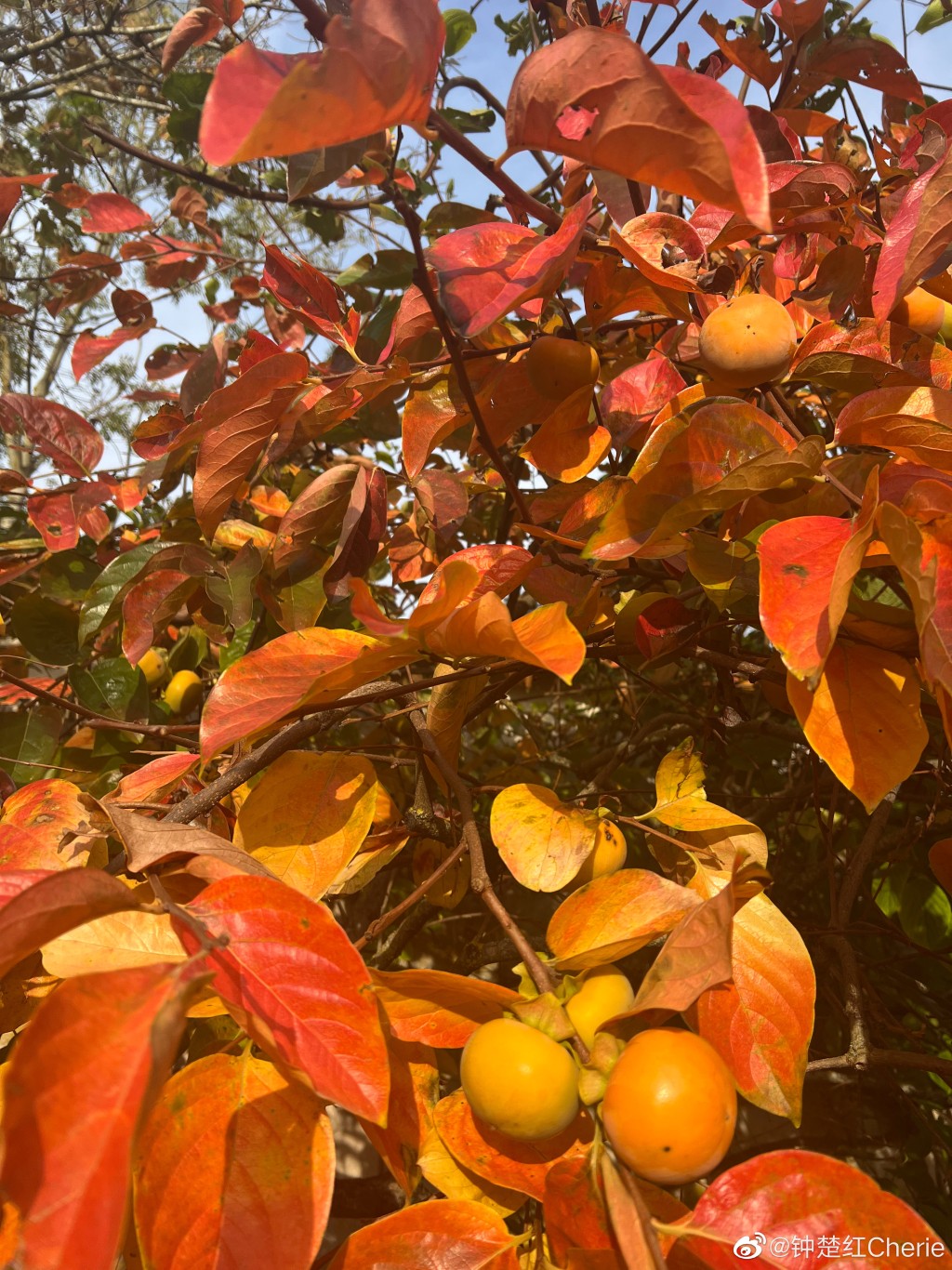 鍾楚紅又喜歡影景色。