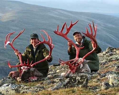 獵人們更馴鹿取下鹿角，再高舉鹿角自豪微笑。網圖