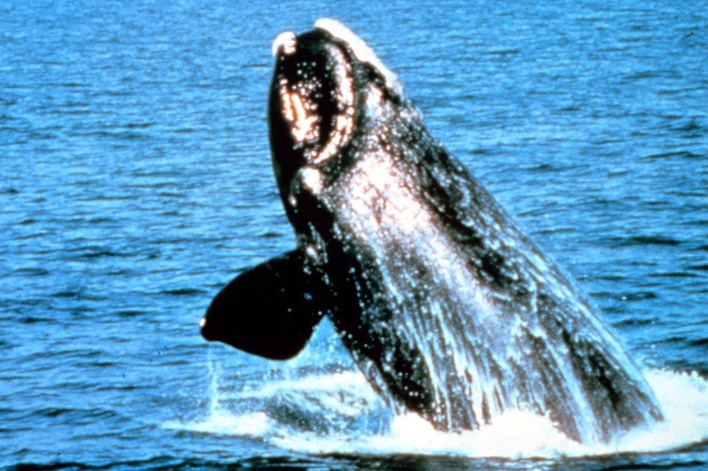 北太平洋露脊鯨因商業捕鯨而數目大減。（美聯社資料圖片）