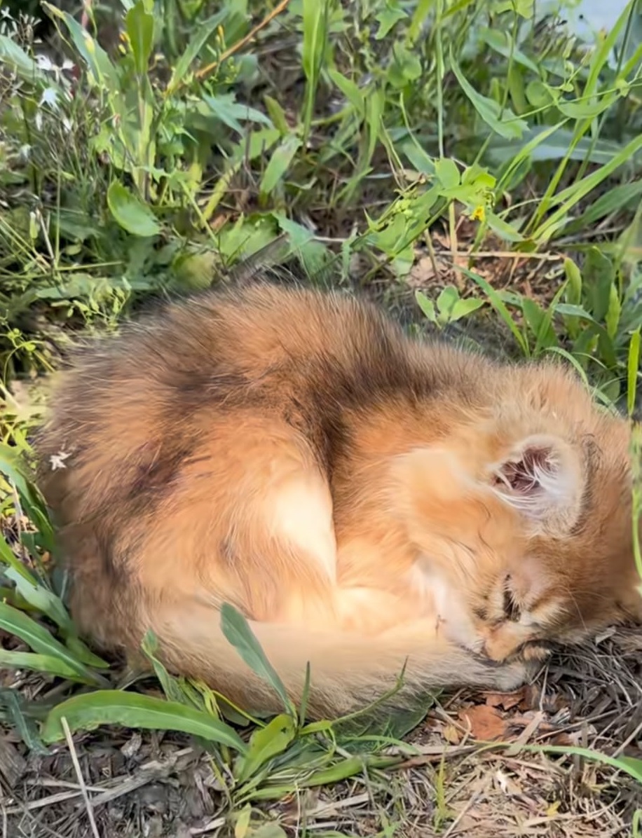 遼寧省瀋陽市近日有上百隻小貓被遺棄。宮平與流浪動物的十四年@小紅書