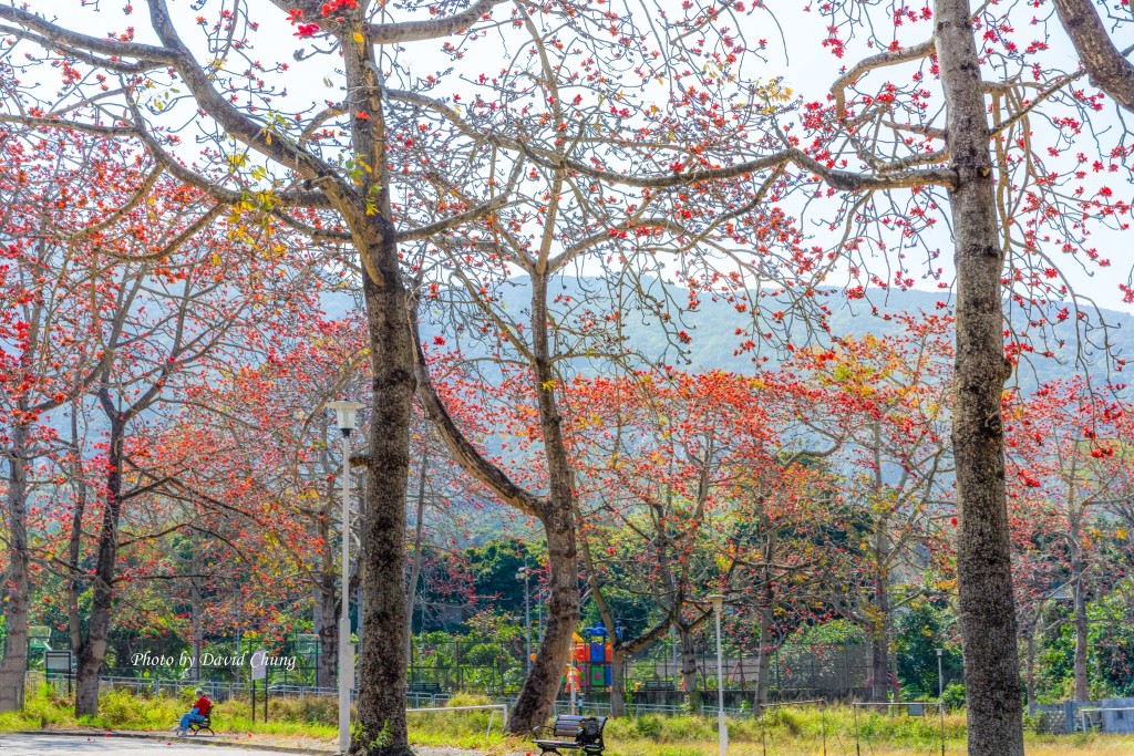 走在木棉树步道下，让温柔又暖和的阳光穿过朵朵厚实红花洒满一身。图片授权David Chung