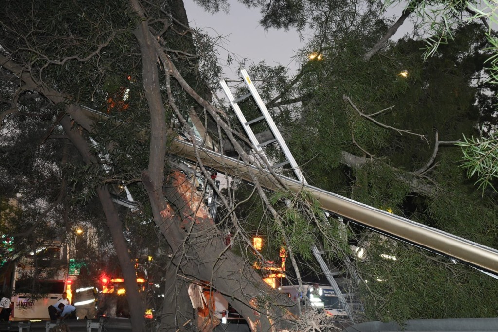 巴士車頂部件橫臥樹枝上