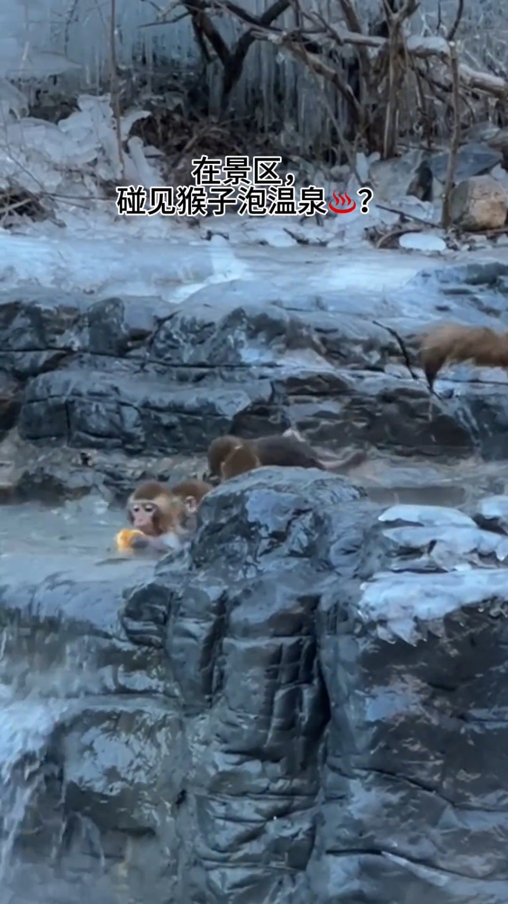 小猴在嚴寒天氣下愜意浸溫泉。 小猴在嚴寒天氣下愜意浸溫泉。
