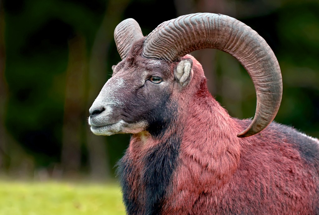 踏入2026年丙午馬年,及至2027年為60年一遇的「赤馬紅羊劫」。 踏入2026年丙午馬年,及至2027年為60年一遇的「赤馬紅羊劫」。