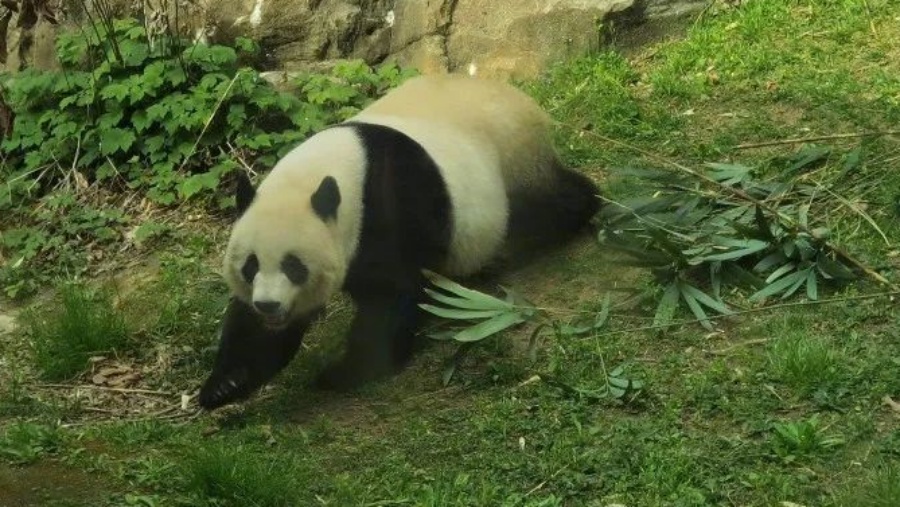大熊貓美香。