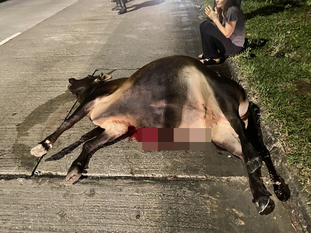 一隻母牛昨日被的士撞斃,胸腹被劏開,傷口長約18吋。fb「香港牛物種保育協會 」圖片 一隻母牛昨日被的士撞斃,胸腹被劏開,傷口長約18吋。fb「香港牛物種保育協會 」圖片