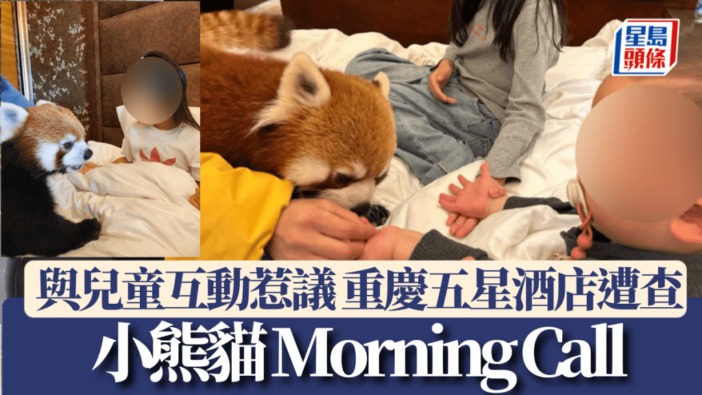 小熊貓Morning Call?動物與兒童互動惹議,重慶五星酒店遭查。