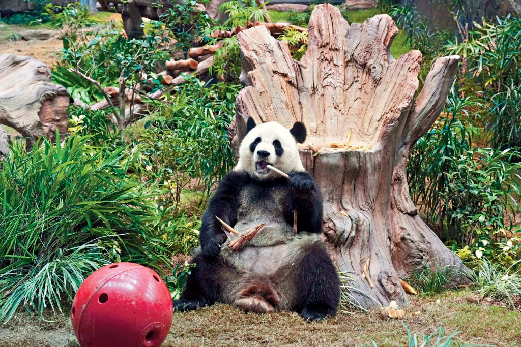 「可可」在館內緊靠寶座不停吃竹，狀甚滋味。