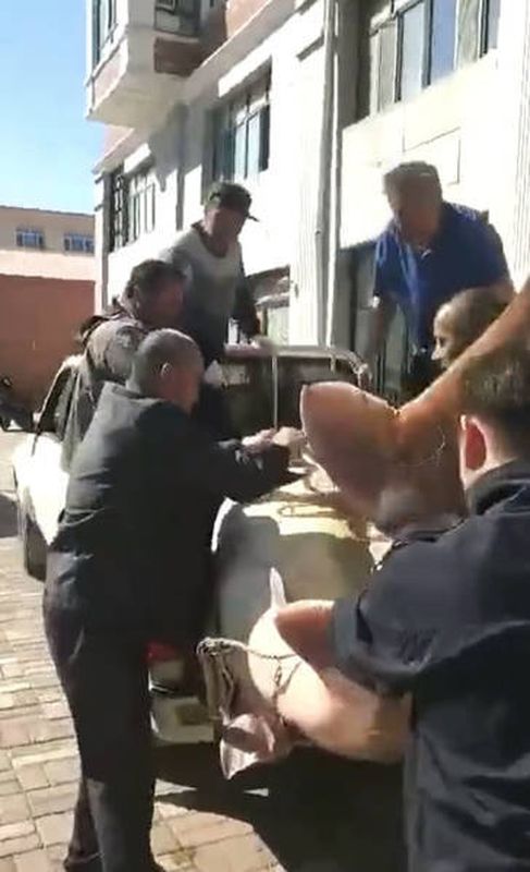 众人合力将鱼抬上车。