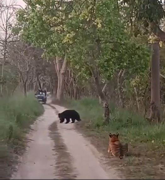 懒熊越过道路，没有理会现场的老虎。