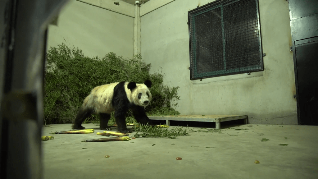 大熊猫「丫丫」回国后首次露面，影片曝光。