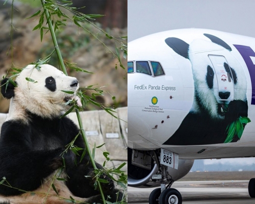 在美國出生的大熊貓貝貝,搭乘聯邦快遞專機安全回國。(網圖)