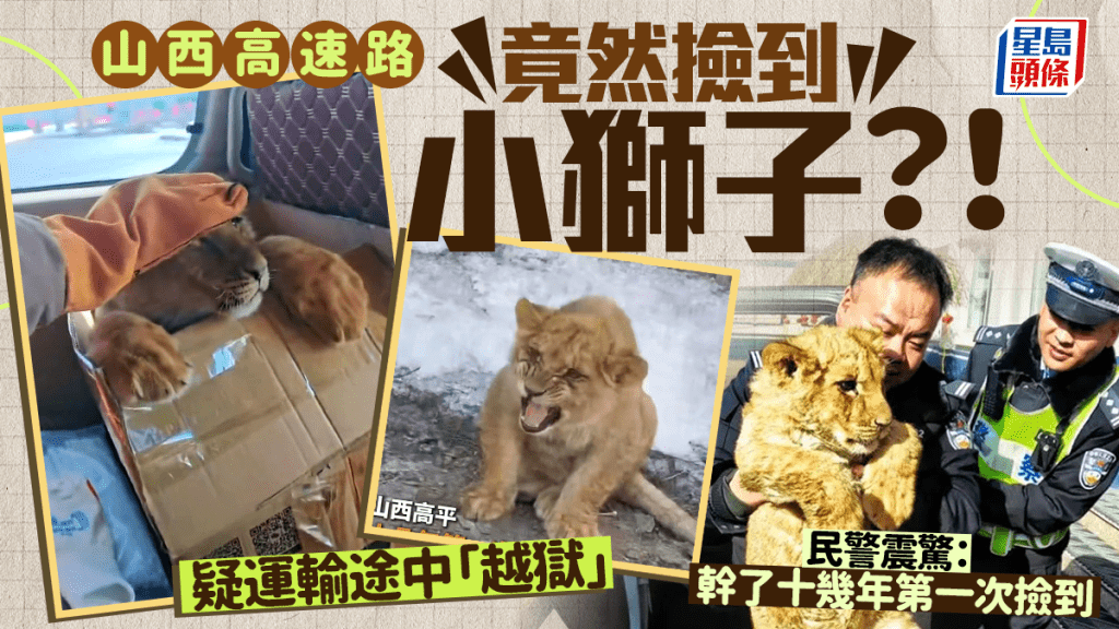 山西高速路上驚現非洲獅幼崽。