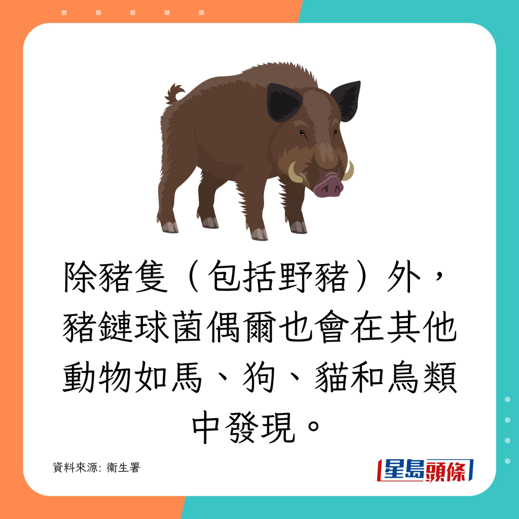 除豬隻（包括野豬）外，豬鏈球菌偶爾也會在其他動物如馬、狗、貓和鳥類中發現。