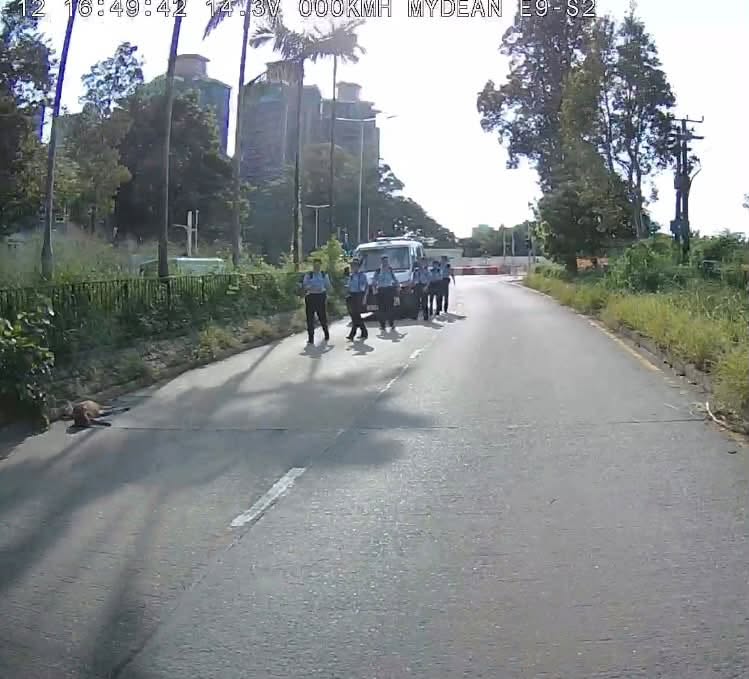 一輛貨車駛經馬適路時撞到一隻羊。網上圖片 一輛貨車駛經馬適路時撞到一隻羊。網上圖片