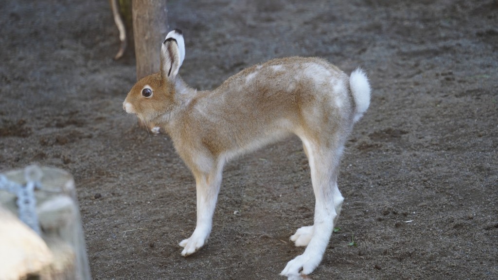 北海道雪兔站立姿勢優雅。円山動物園twitter