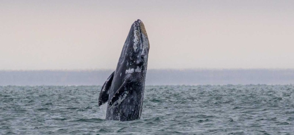 灰鯨在18世紀遭人類大量獵殺，被學界認定已在大西洋滅絕。The Marine Mammal Center