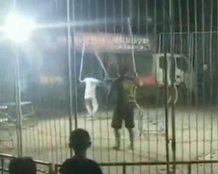 两只年幼老虎表演途中突发狂逃脱。