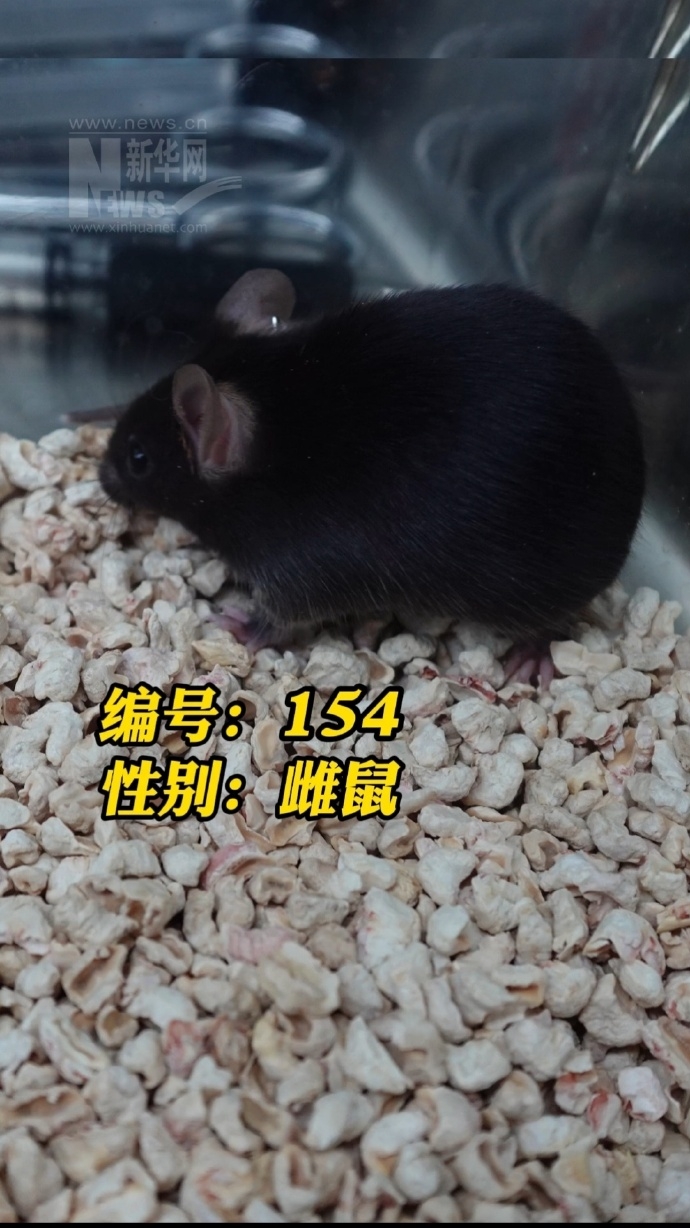 神舟二十一號「四鼠」。 新華網 神舟二十一號「四鼠」。 新華網