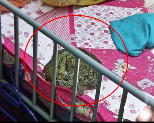 女童完全不知道有條大蟒蛇睡在旁邊。網圖