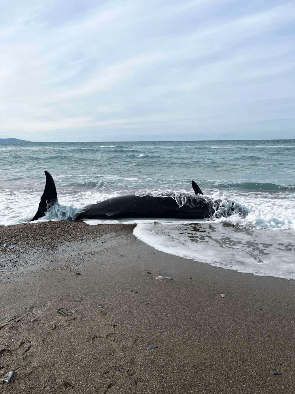 這些鯨魚是在塞浦路斯北部海岸相對較隱密區域發現的。