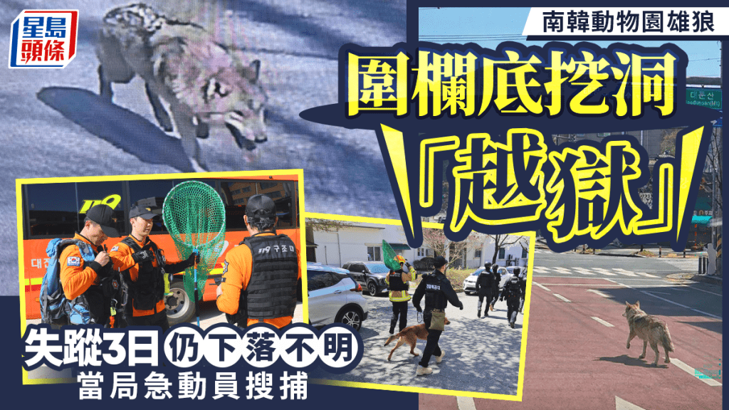 南韓動物園雄狼逃脫3天下落不明 當局緊急動員逾300人搜捕