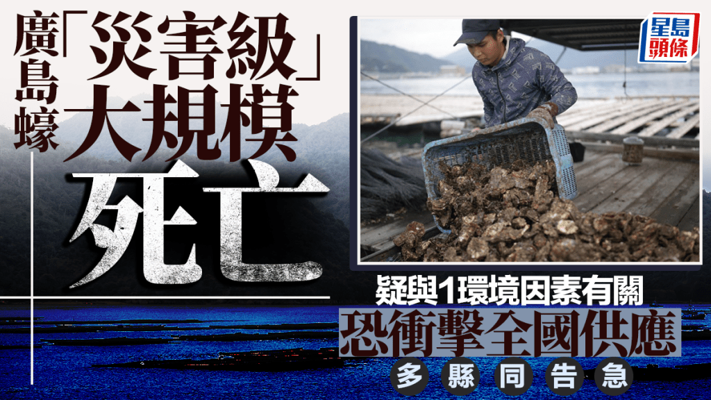 廣島蠔異常大規模死亡  官員：達災害等級  瀨戶內海多縣同告急