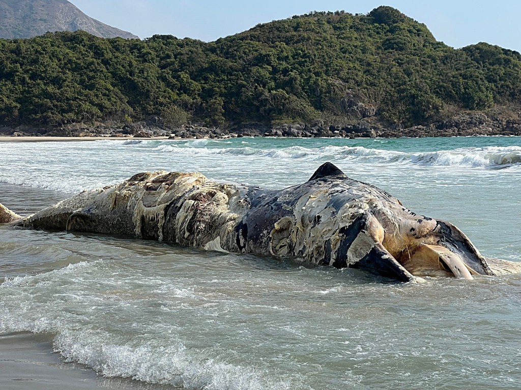 西貢大浪鹹田灣一具鯨屍被大浪沖上沙灘。讀者提供
