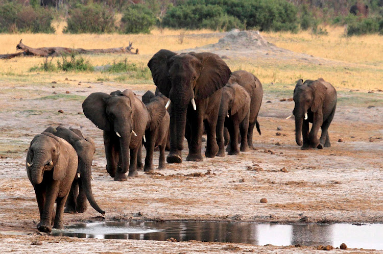 万盖国家公园内一群大象。路透社