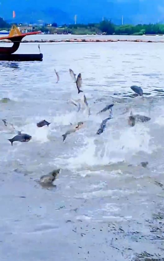 昆明滇池6月1日有數以百計的魚群翻騰躍出水面。抖音