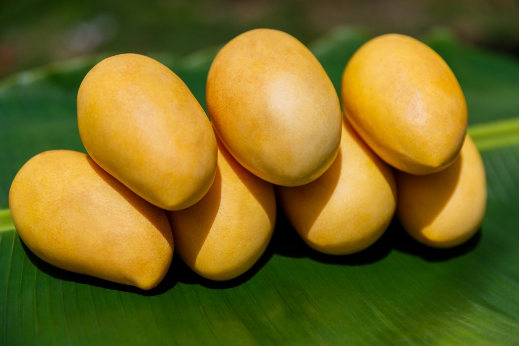 网民发现食芒果新大陆。istock图片