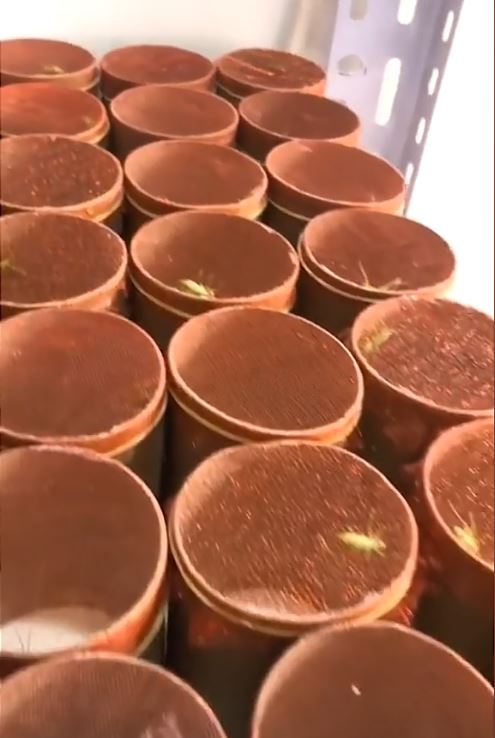 武新偉悉心繁殖蟈蟈及拍短片推廣，吸引不少鳴蟲玩家。抖音