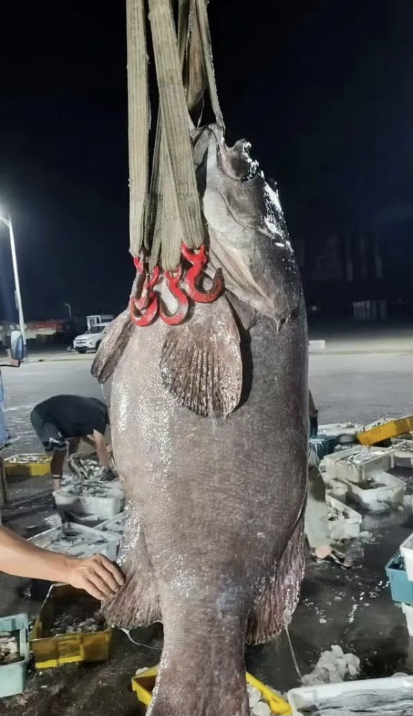 福建男子捕獲巨型石斑「魚王」。微博@觀泉州