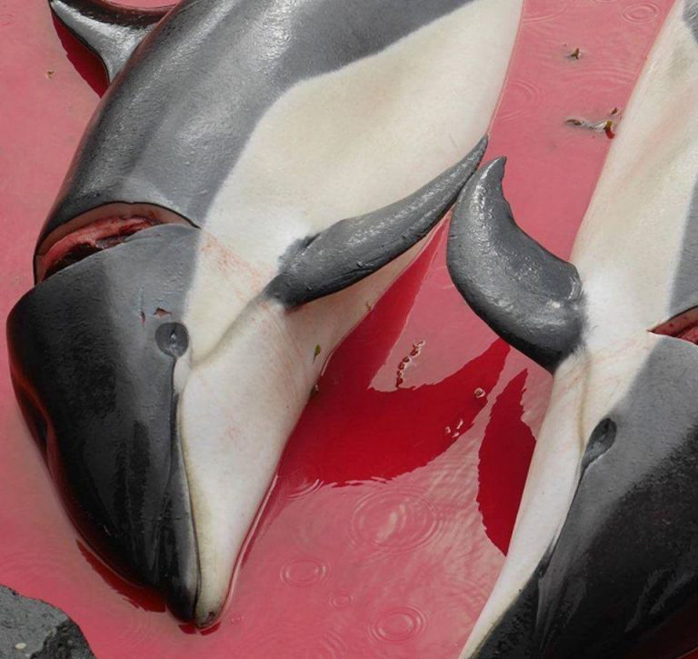 丹麥有萬條鯨豚伏屍沙灘。 SEA SHEPHERD圖