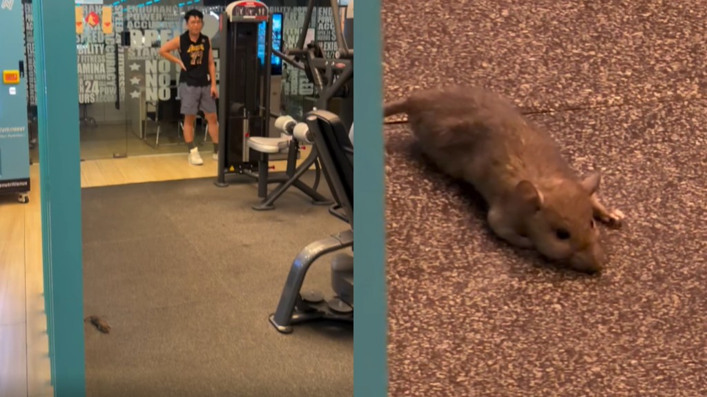 24/7 FITNESS又一城店現鼠蹤 食環署即日巡查 向商場發消除蟲鼠通知