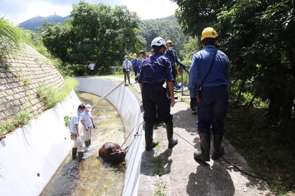 救援人員先用繩索及繩網固定黃牛。劉漢權攝