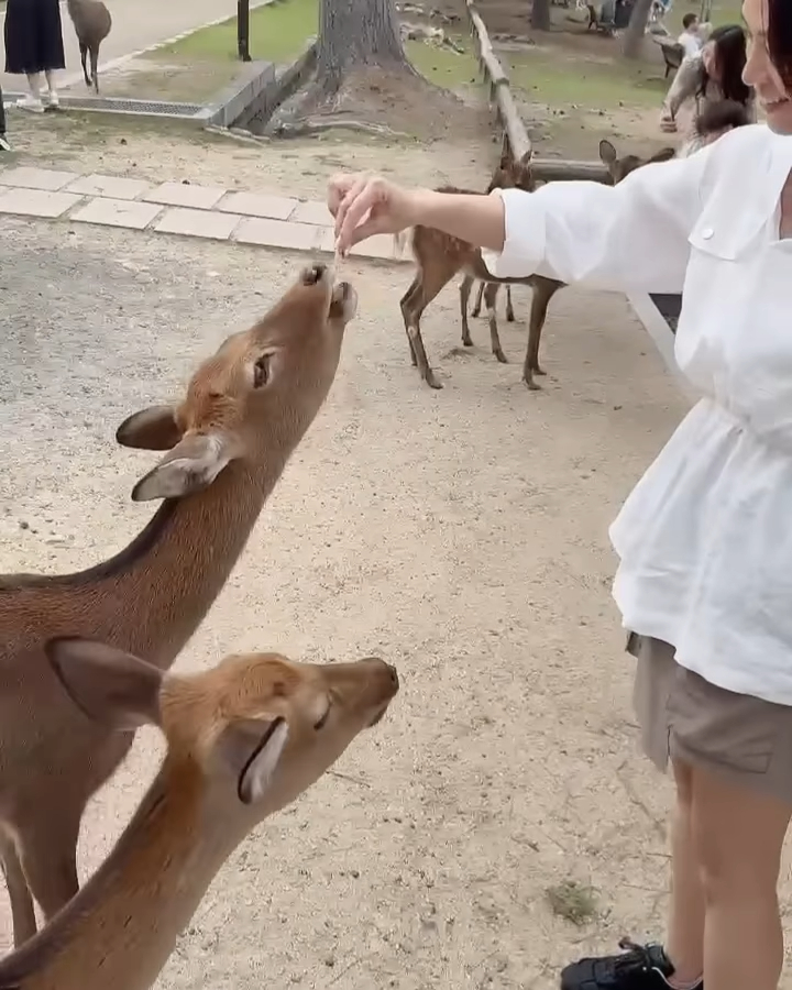 起初陳煒成功教識一隻梅花鹿做，她亦以鹿仙貝獎勵牠。