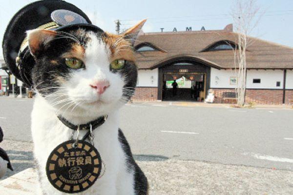 和歌山行程的重頭戲是前往貴志站探訪可愛貓站長。
