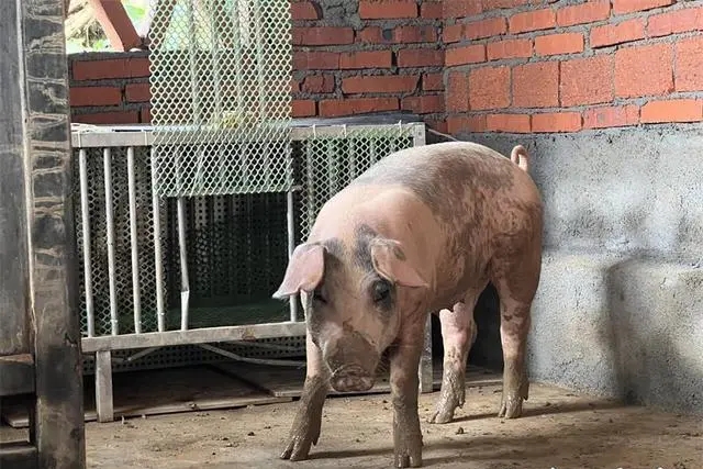 廣東梅州暴雨中驚現「豬堅強」。 現代快報