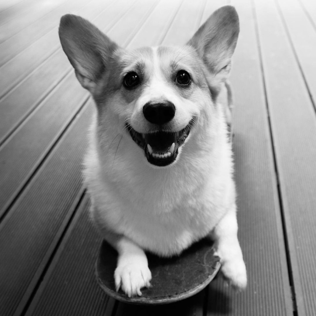 泳兒9歲的愛犬「辣妹」近日離世。