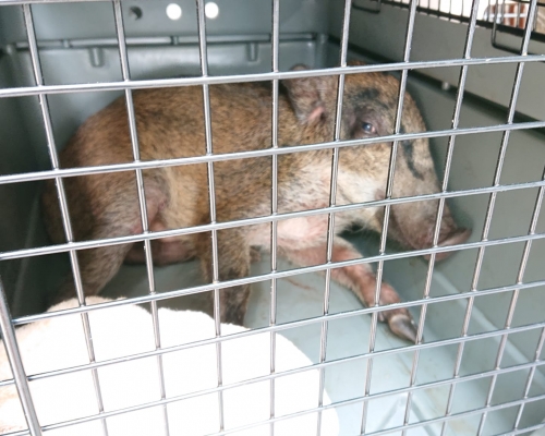 愛協督察到場將野豬接走。圖:愛護動物協會