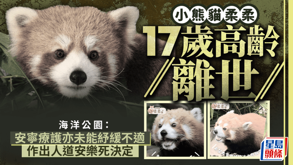 海洋公園小熊貓柔柔17歲高齡離世 園方：以生活質素及福祉為考量 作出安樂死決定